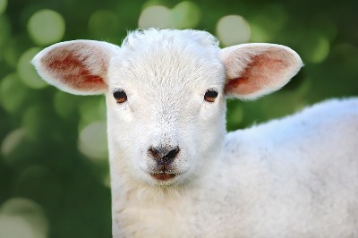 羊毛断熱材が取れる羊