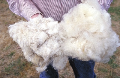 羊毛の有効利用